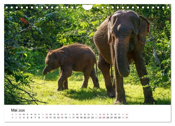 Produktbild: Urlaub in Sri Lanka - Reise durch Asien, Kultur und Natur (Wandkalender 2026 DIN A4 quer), CALVENDO Monatskalender