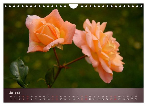 Produktbild: Zarte Sch&ouml;nheiten - Rosen (Wandkalender 2026 DIN A4 quer), CALVENDO Monatskalender