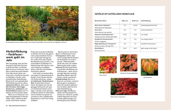 Produktbild: Kleine B&auml;ume f&uuml;r den Garten