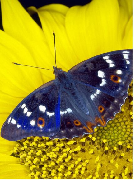 Produktbild: CALVENDO Puzzle Kleiner Schillerfalter auf Sonnenblume | 1000 Teile Lege-Gr&ouml;&szlig;e 64x48cm Foto-Puzzle f&uuml;r gl&uuml;ckliche Stunden