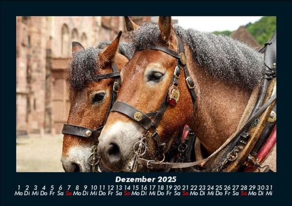 Produktbild: Die Welt der Pferde 2025 Fotokalender DIN A5