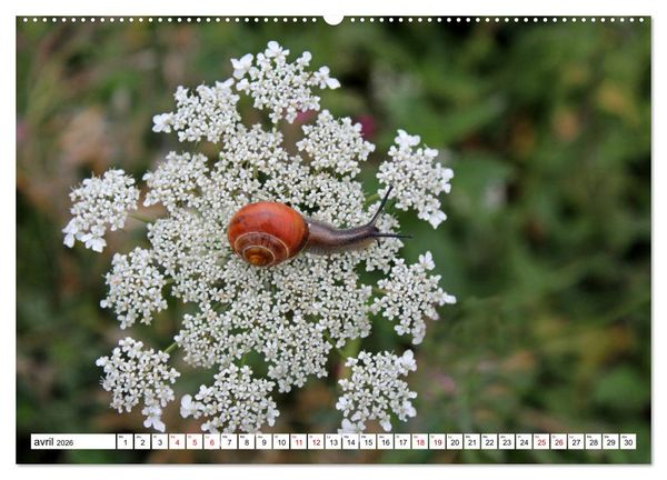 Produktbild: Admirons les escargots (Calendrier mural 2026 DIN A2 vertical) calendrier de bureau