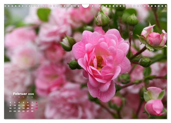 Produktbild: Zauberhafter Rosenreigen (Wandkalender 2026 DIN A3 quer), CALVENDO Monatskalender