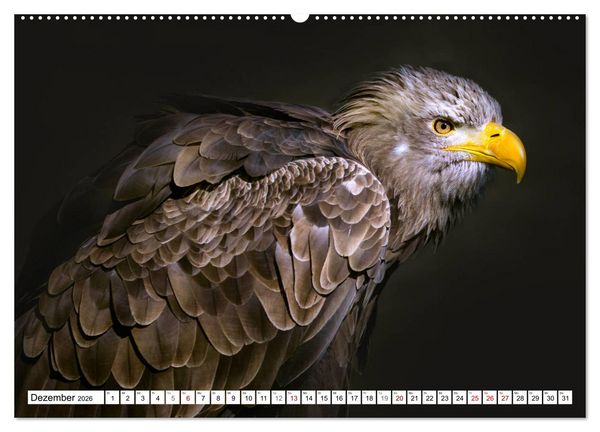 Produktbild: Erfolgreiche J&auml;ger (hochwertiger Premium Wandkalender 2026 DIN A2 quer), Kunstdruck in Hochglanz