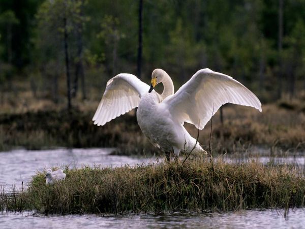 Produktbild: CALVENDO Puzzle Singschw&auml;ne. Finnland | 1000 Teile Lege-Gr&ouml;&szlig;e 64x48cm Foto-Puzzle f&uuml;r gl&uuml;ckliche Stunden