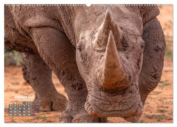 Produktbild: Action in der Savanne (hochwertiger Premium Wandkalender 2026 DIN A2 quer), Kunstdruck in Hochglanz