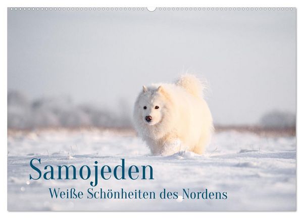 Samojeden - Liebenswerte Fellkugeln (Wandkalender 2026 DIN A2 quer), CALVENDO Monatskalender