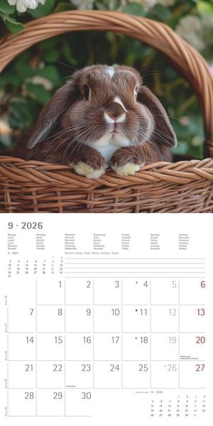 Produktbild: Kaninchen 2026 - Broschürenkalender 30x30 cm (30x60 geöffnet) - Kalender mit Platz für Notizen - Rabbits - Bildkalender - Wandplaner - Wandkalender