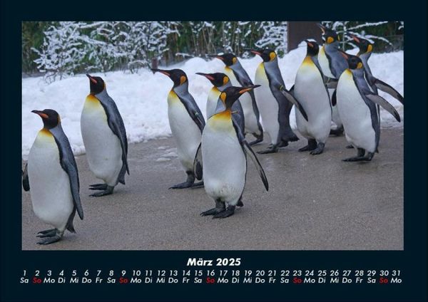 Produktbild: Pinguine & Eisb&auml;ren 2025 Fotokalender DIN A4