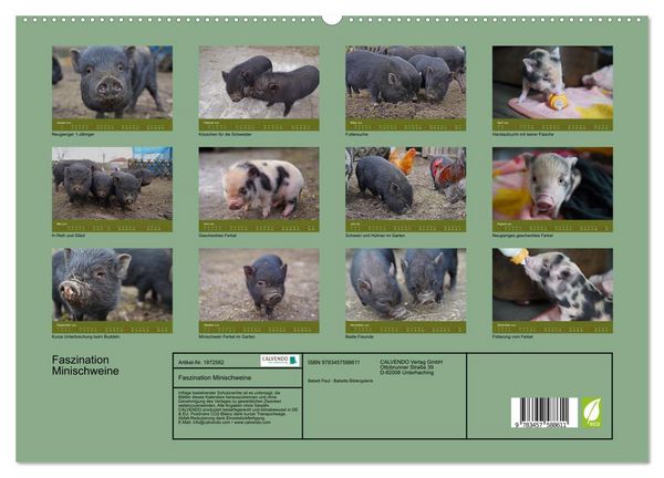 Produktbild: Faszination Minischweine (hochwertiger Premium Wandkalender 2026 DIN A2 quer), Kunstdruck in Hochglanz