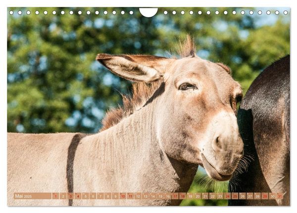 Produktbild: Esel der Welt - Lieblings Langohren (Wandkalender 2025 DIN A4 quer), CALVENDO Monatskalender
