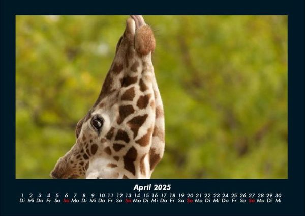 Produktbild: Giraffen 2025 Fotokalender DIN A4