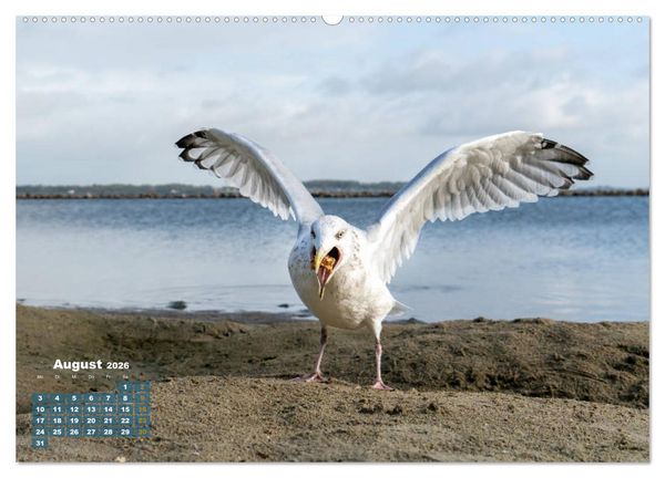 Produktbild: M&ouml;wen frech und witzig (hochwertiger Premium Wandkalender 2026 DIN A2 quer), Kunstdruck in Hochglanz