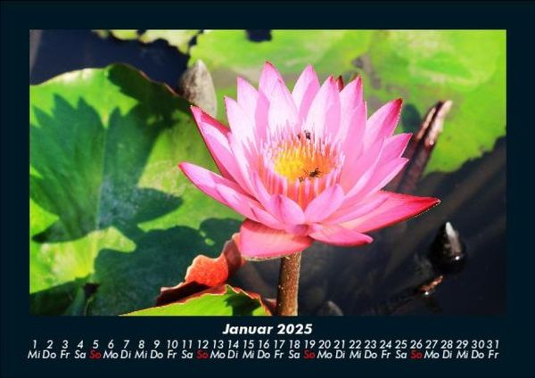 Produktbild: Blumenzauber 2025 Fotokalender DIN A5