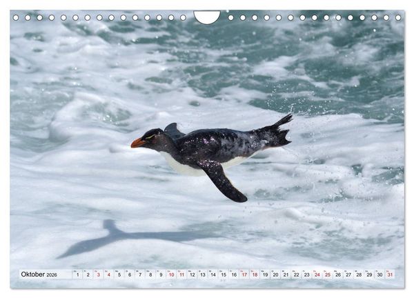 Produktbild: Pinguine der Falkland Inseln (Wandkalender 2026 DIN A4 quer), CALVENDO Monatskalender