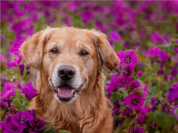 Produktbild: CALVENDO Puzzle Golden Retriever im Blumenmeer | 1000 Teile Lege-Gr&ouml;&szlig;e 64x48cm Foto-Puzzle f&uuml;r gl&uuml;ckliche Stunden