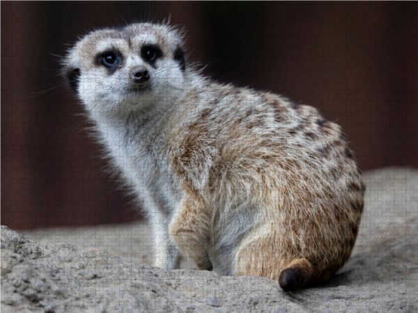 Produktbild: CALVENDO Puzzle Ein Motiv aus dem Kalender Quirlige Erdm&auml;nnchen | 1000 Teile Lege-Gr&ouml;&szlig;e 64x48cm Foto-Puzzle f&uuml;r gl&uuml;ckliche Stunden