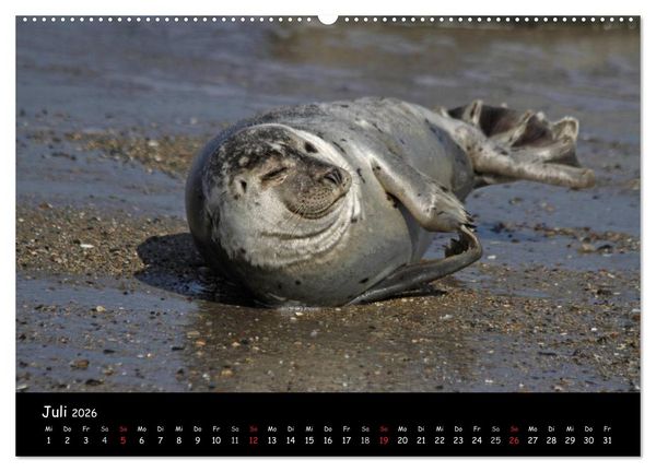 Produktbild: Kegelrobben und Seehunde (Wandkalender 2026 DIN A2 quer), CALVENDO Monatskalender