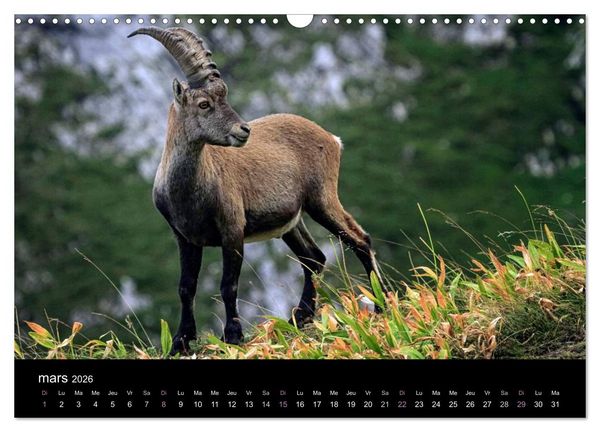Produktbild: Bouquetins des Alpes (Calendrier mural 2026 DIN A3 vertical), CALVENDO calendrier mensuel