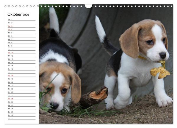 Produktbild: DER BEAGLEige TERMINPLANER (Wandkalender 2026 DIN A3 quer), CALVENDO Monatskalender