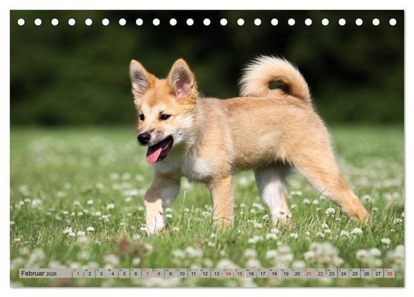 Produktbild: Tierkinder klein und s&uuml;&szlig; (Tischkalender 2026 DIN A5 quer), CALVENDO Monatskalender