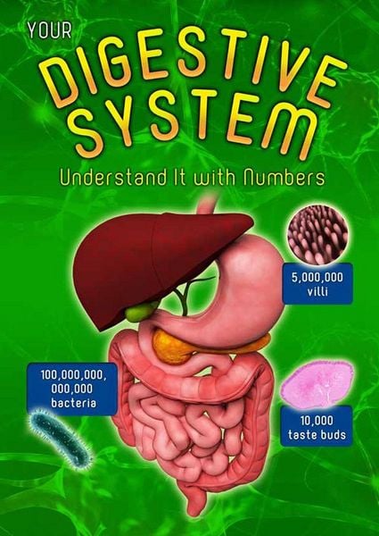 Produktbild: Your Digestive System