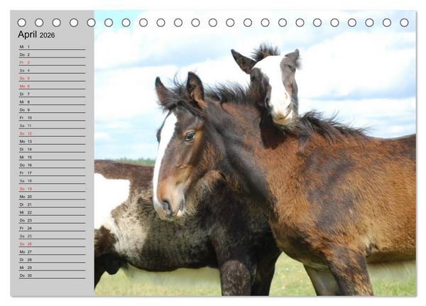 Produktbild: Das Shire Horse. Impressionen (Tischkalender 2026 DIN A5 quer), CALVENDO Monatskalender
