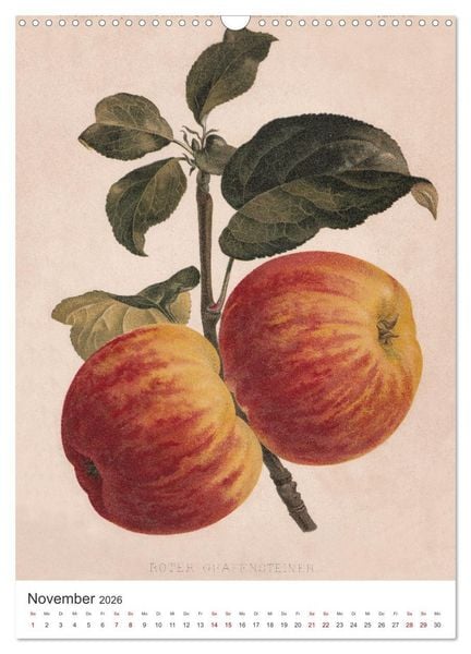 Produktbild: Alte Obstsorten - &Auml;pfel 2026 (Wandkalender 2026 DIN A3 hoch), CALVENDO Monatskalender