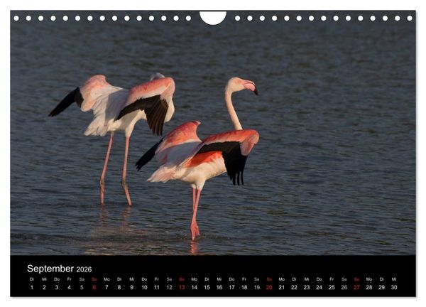 Produktbild: Flamingos der Camargue 2026 (Wandkalender 2026 DIN A4 quer), CALVENDO Monatskalender