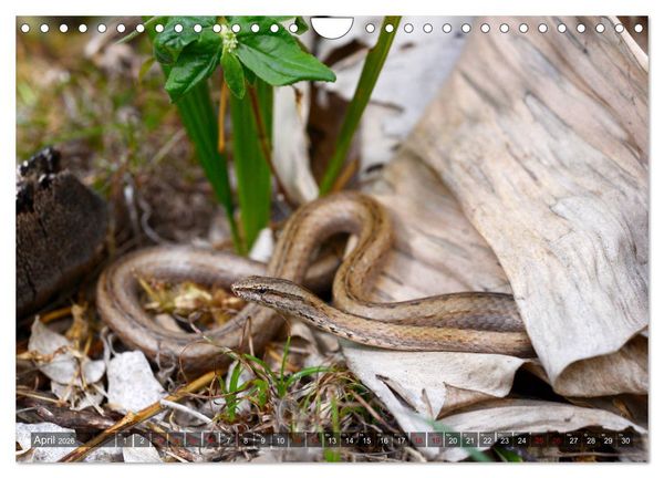 Produktbild: Reptilien auf Madagaskar (Wandkalender 2026 DIN A4 quer), CALVENDO Monatskalender