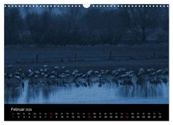 Produktbild: Kraniche (Wandkalender 2026 DIN A3 quer), CALVENDO Monatskalender