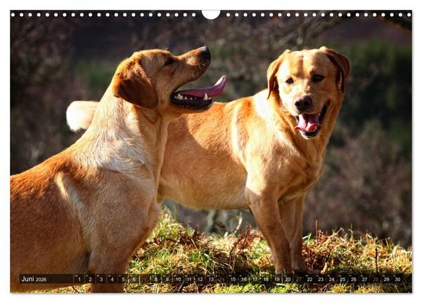 Produktbild: Labrador Retriever - Jagdhund mit Charme (Wandkalender 2026 DIN A3 quer), CALVENDO Monatskalender