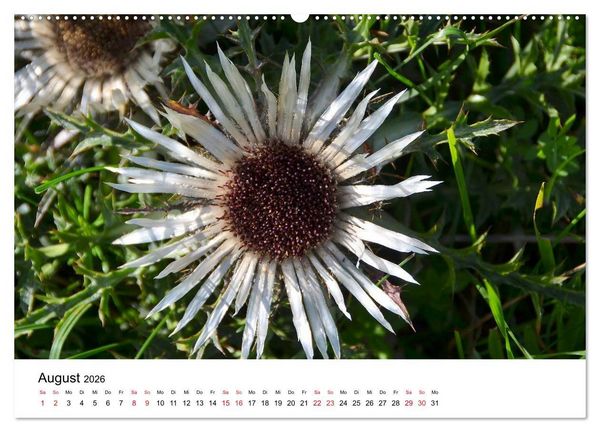Produktbild: Zauberhafte Schw&auml;bische Alb (hochwertiger Premium Wandkalender 2026 DIN A2 quer), Kunstdruck in Hochglanz