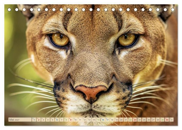 Produktbild: Die Augen der Wildnis (Tischkalender 2027 DIN A5 quer), CALVENDO Monatskalender