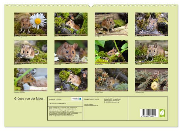 Produktbild: Gr&uuml;sse von der Maus! (hochwertiger Premium Wandkalender 2026 DIN A2 quer), Kunstdruck in Hochglanz