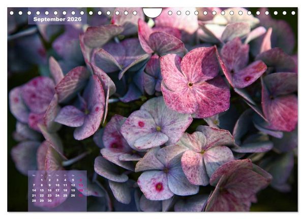 Produktbild: Himmlische Hortensien (Wandkalender 2026 DIN A4 quer), CALVENDO Monatskalender