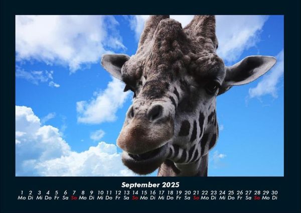 Produktbild: Giraffen 2025 Fotokalender DIN A4