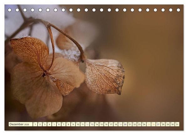Produktbild: Hortensientr&auml;ume (Tischkalender 2026 DIN A5 quer), CALVENDO Monatskalender