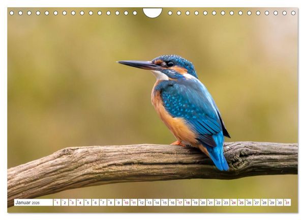Produktbild: Der blaue Diamant - Fotos vom Eisvogel (Wandkalender 2026 DIN A4 quer), CALVENDO Monatskalender