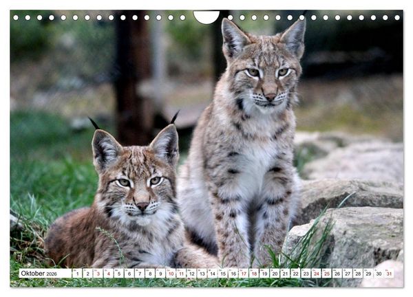 Produktbild: Familie Luchs - Die J&auml;ger mit dem Pinselohr (Wandkalender 2026 DIN A4 quer), CALVENDO Monatskalender