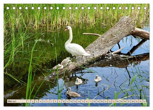 Produktbild: Fischland - Zwischen Ostsee und Bodden (Tischkalender 2027 DIN A5 quer), CALVENDO Monatskalender
