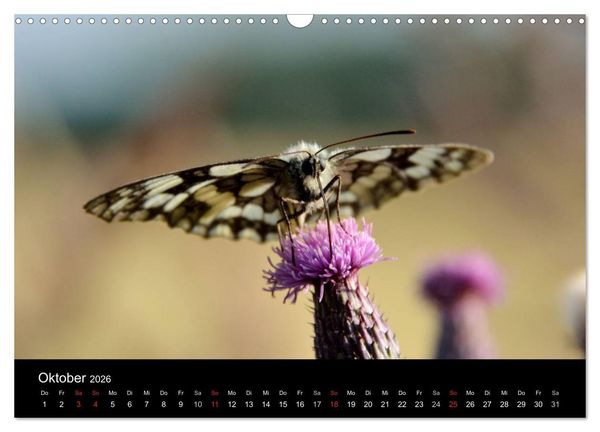 Produktbild: Schmetterlinge in Deutschland (Wandkalender 2026 DIN A3 quer), CALVENDO Monatskalender