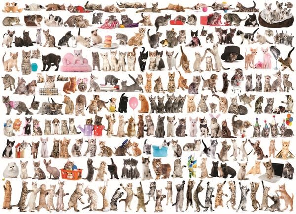 Produktbild: Katzenwelt (Puzzle)