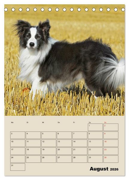 Produktbild: Border Collie - Ein Familienplaner (Tischkalender 2026 DIN A5 hoch), CALVENDO Monatskalender