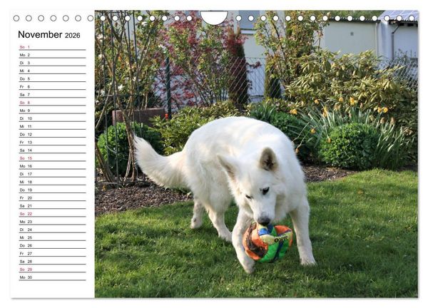 Produktbild: Berger Blanc Suisse - Wei&szlig;er Schweizer Sch&auml;ferhund (Wandkalender 2026 DIN A4 quer), CALVENDO Monatskalender