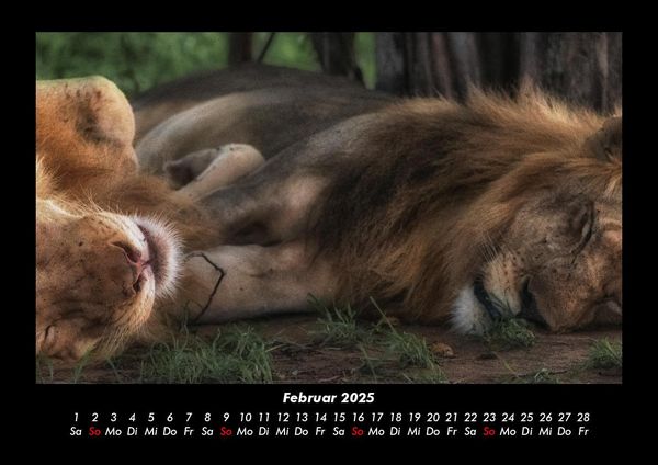 Produktbild: L&ouml;wen in der Wildnis 2025 Fotokalender DIN A3