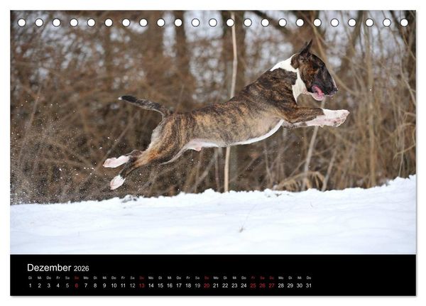 Produktbild: Bullterrier 2026 - Kleine Clowns mit gro&szlig;em Herz (Tischkalender 2026 DIN A5 quer), CALVENDO Monatskalender