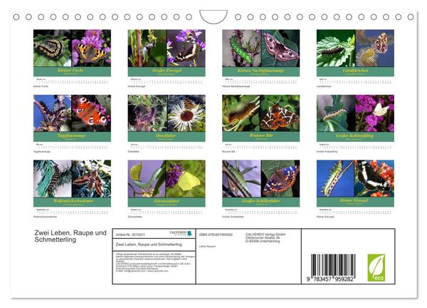 Produktbild: Zwei Leben, Raupe und Schmetterling (Wandkalender 2026 DIN A4 quer), CALVENDO Monatskalender