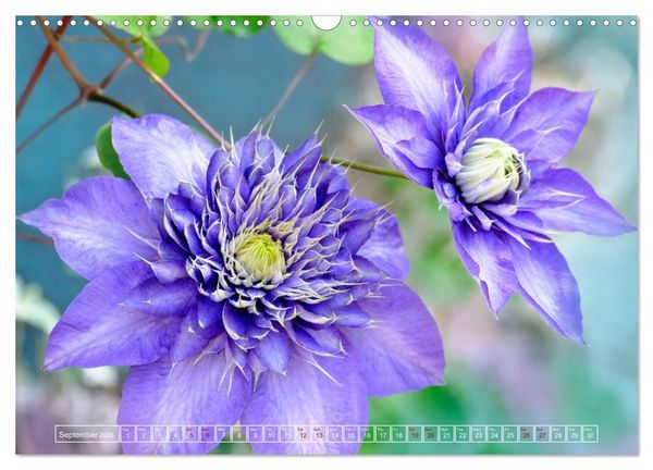 Produktbild: Blooming beauties (Wall Calendar 2026 DIN A3 landscape), CALVENDO 12 Month Wall Calendar