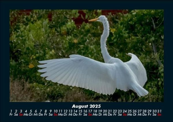 Produktbild: Welt der V&ouml;gel 2025 Fotokalender DIN A5